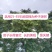 新采国槐种子速生国槐种子国槐树种籽籽槐豆槐连豆籽笨槐家槐