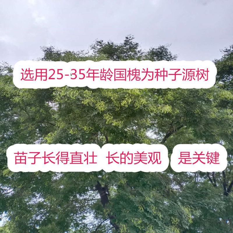 新采国槐种子速生国槐种子国槐树种籽籽槐豆槐连豆籽笨槐家槐