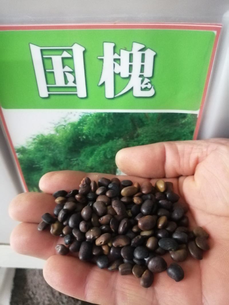 新采国槐种子速生国槐种子国槐树种籽籽槐豆槐连豆籽笨槐家槐