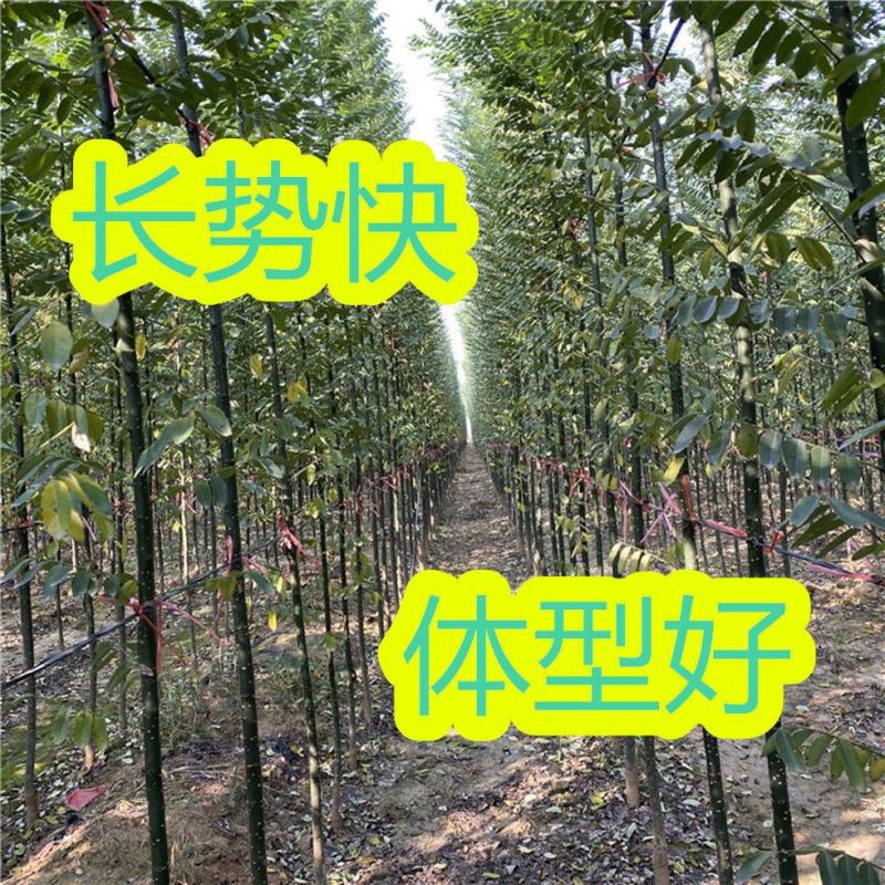 新采国槐种子速生国槐种子国槐树种籽籽槐豆槐连豆籽笨槐家槐