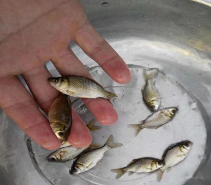 鲫鱼苗，寸片，水花及其他规格量大从优，包送，成活率高