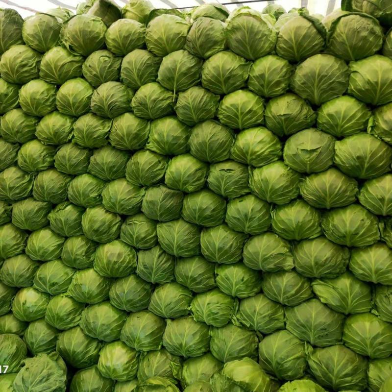 【精品】甘蓝圆包菜大量上市个头均匀净菜货源充足欢迎选购