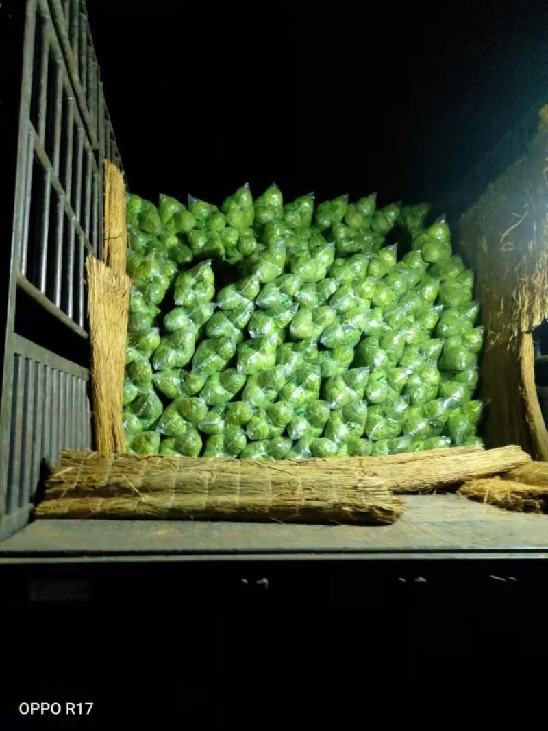 【精品】甘蓝圆包菜大量上市个头均匀净菜货源充足欢迎选购