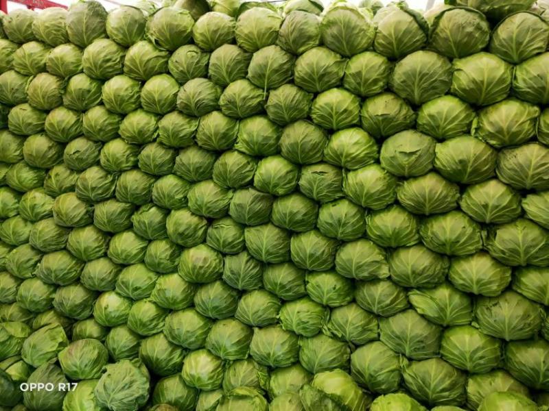 【精品】甘蓝圆包菜大量上市个头均匀净菜货源充足欢迎选购