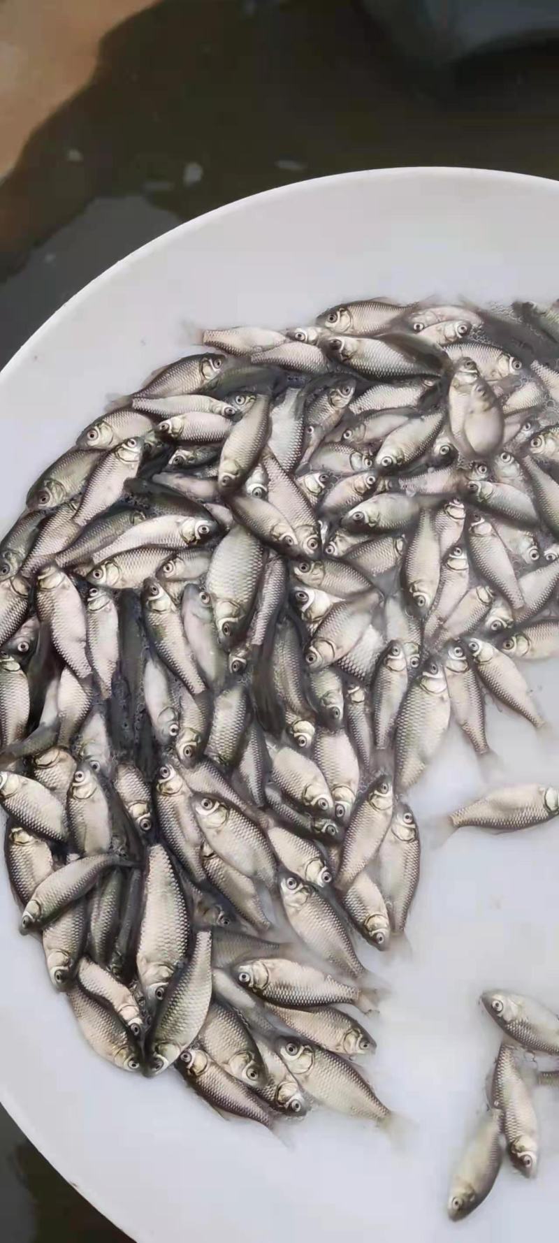 广东鲫鱼苗苗场直发品质保证，免费提供技术欢迎订购