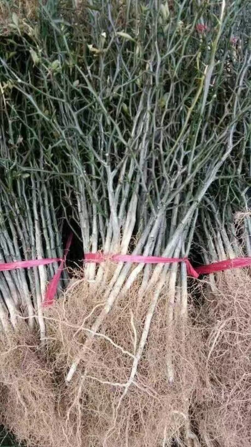臭橘苗，又名枸橘，铁篱笆