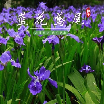 蓝花鸢尾种子，蝴蝶蓝种子鸽子花燕尾盆栽中国鸢尾鸢尾花种籽