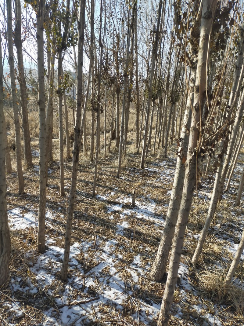 甘肃兰州榆树苗一手货源产地直供规格全可以视频看货