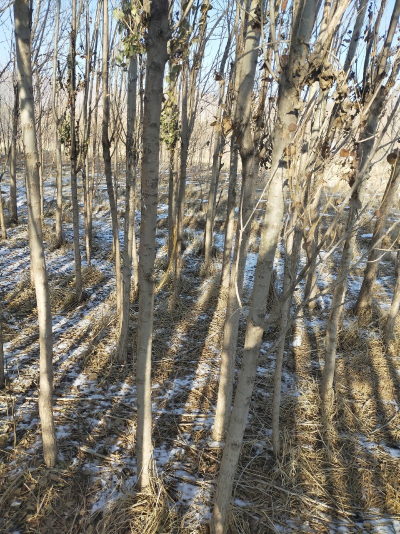 甘肃兰州榆树苗一手货源产地直供规格全可以视频看货