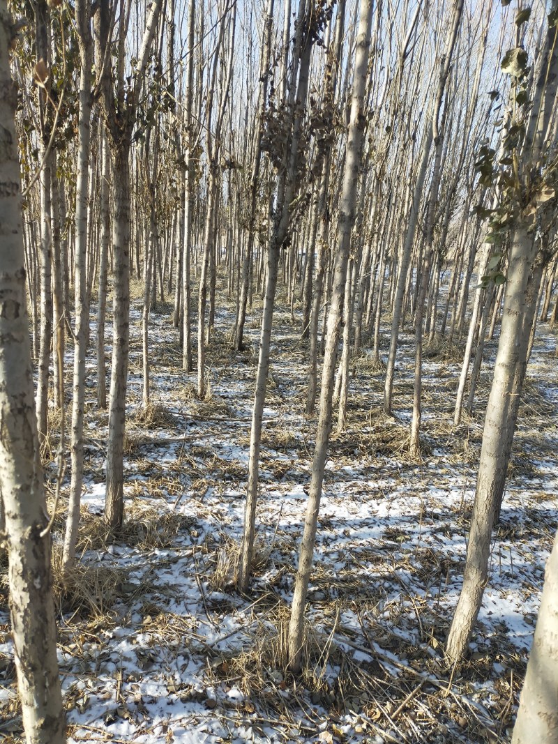 甘肃兰州榆树苗一手货源产地直供规格全可以视频看货