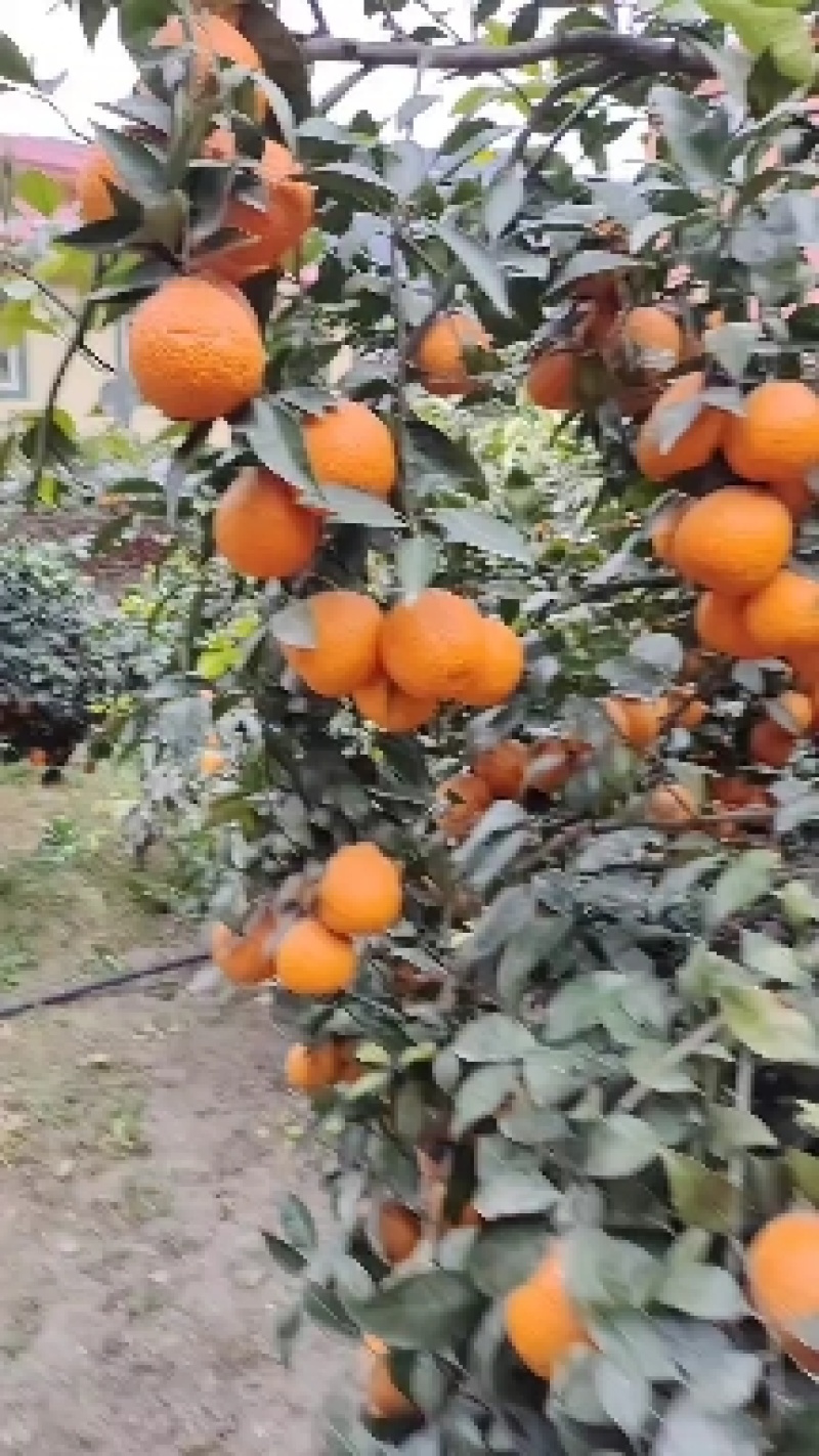 四川雅安石棉黄果柑