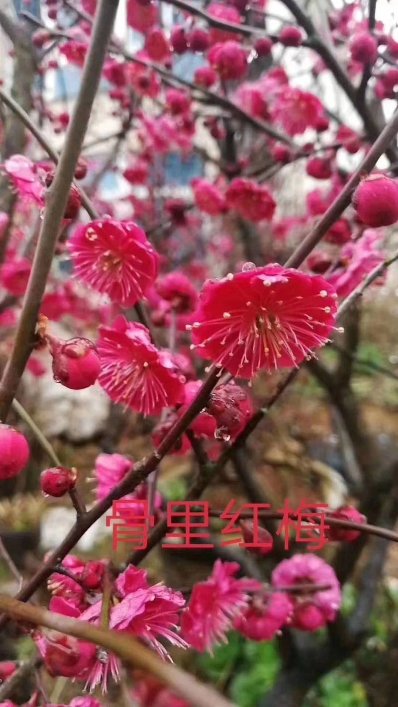 骨里红梅
