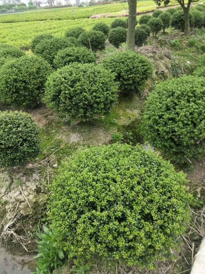 龟甲冬青球