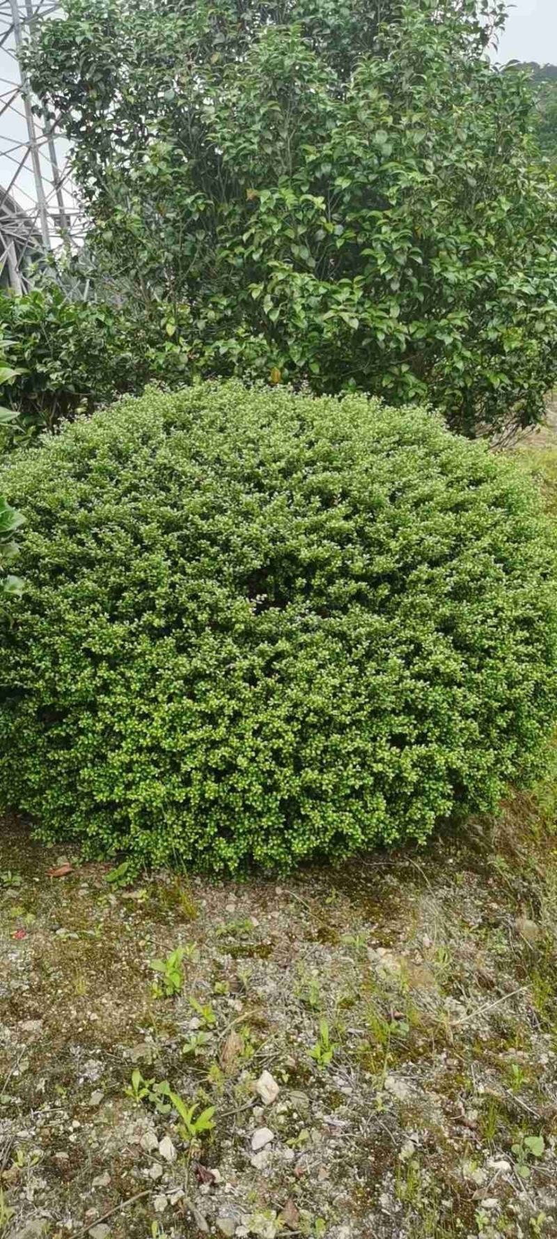 龟甲冬青球