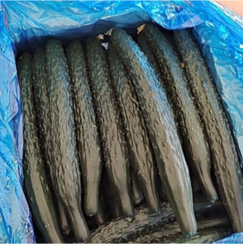 精品黄瓜，黄瓜产地直发欢迎老板致电订购。