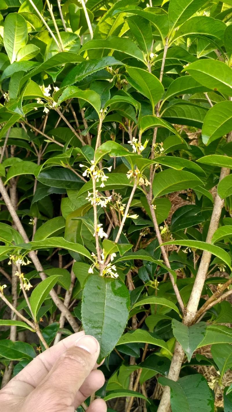 桂花树