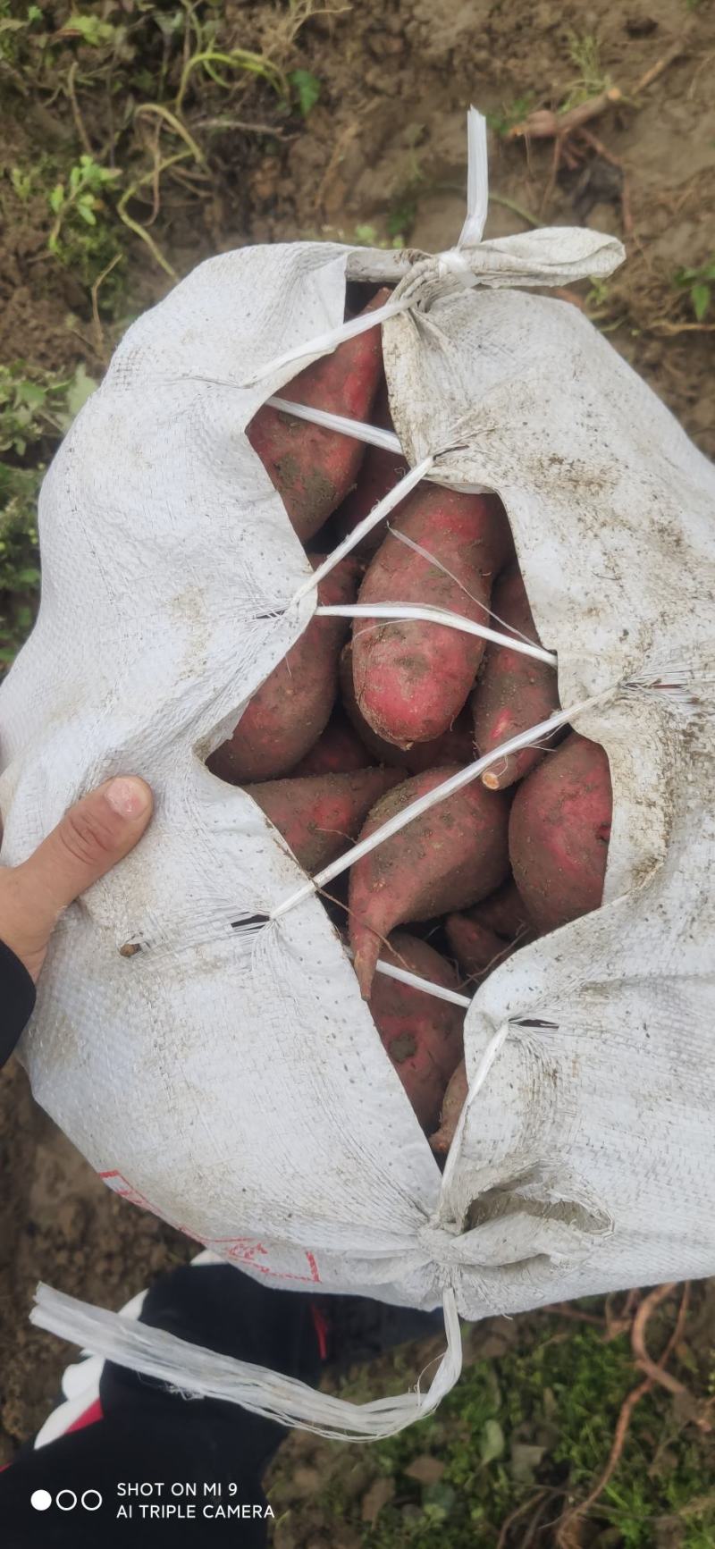 西瓜红通货，厂货，手提袋装，饲料袋等等，，，，，，，