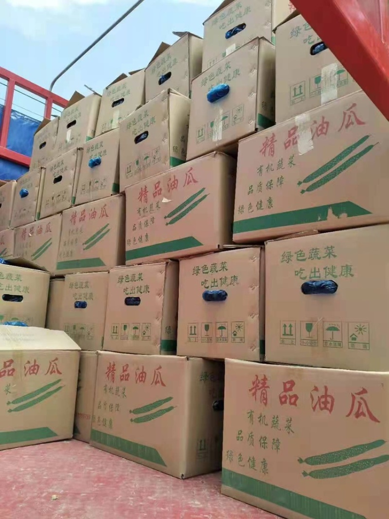 精品黄瓜，黄瓜产地直发欢迎老板致电订购。