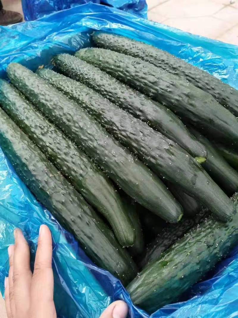 精品黄瓜，黄瓜产地直发欢迎老板致电订购。