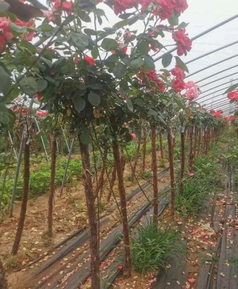 2公分精品树状月季质量有保证！量大从优！