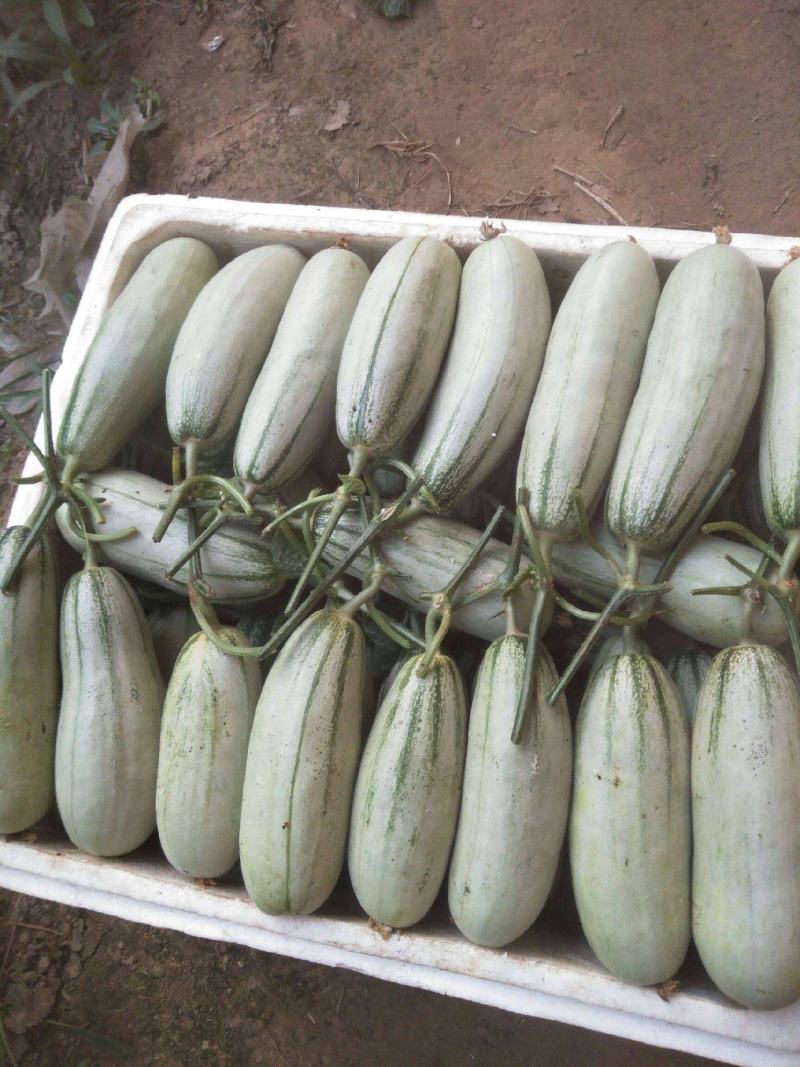 （精品推荐）羊角蜜甜瓜大量供应市场电商专业代收代发