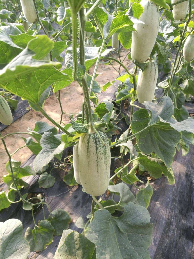 （精品推荐）羊角蜜甜瓜大量供应市场电商专业代收代发