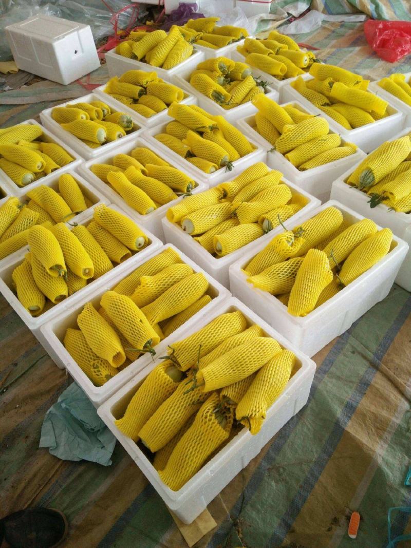 （精品推荐）羊角蜜甜瓜大量供应市场电商专业代收代发