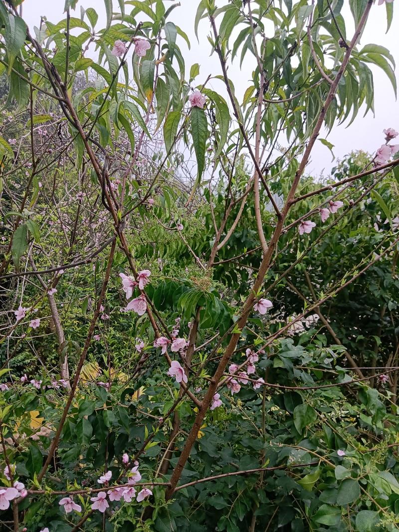 农家自己培育的盆栽地栽桃树苗，10棵为一件包邮。