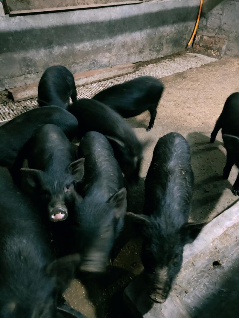 批发巴马香猪藏香猪种苗怀孕母猪商品猪全国发货支持货到付款
