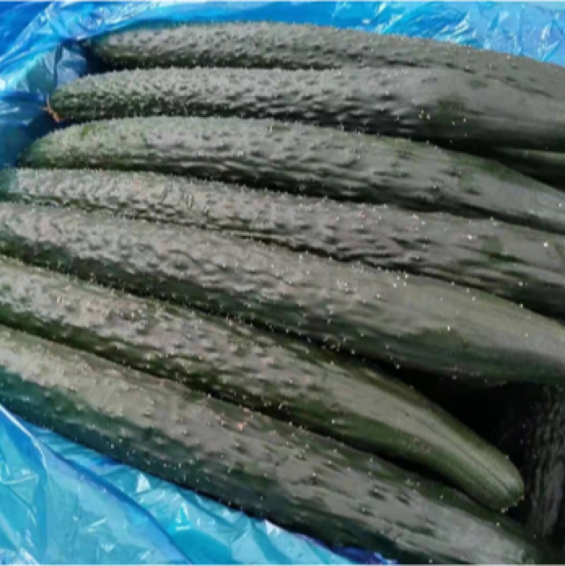 精品黄瓜，河北油瓜，产地直发，量大价优。