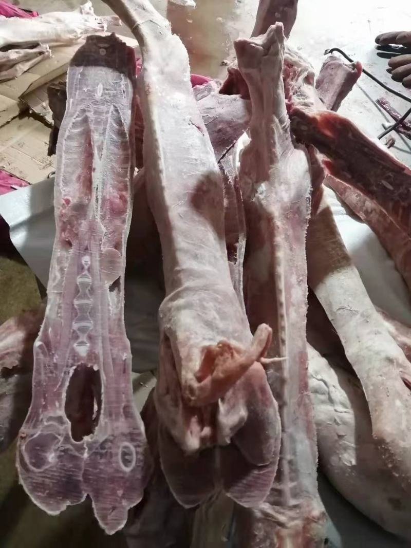 满肉羊蝎子多肉羊脊骨多肉羊脖骨可锯断一件起发