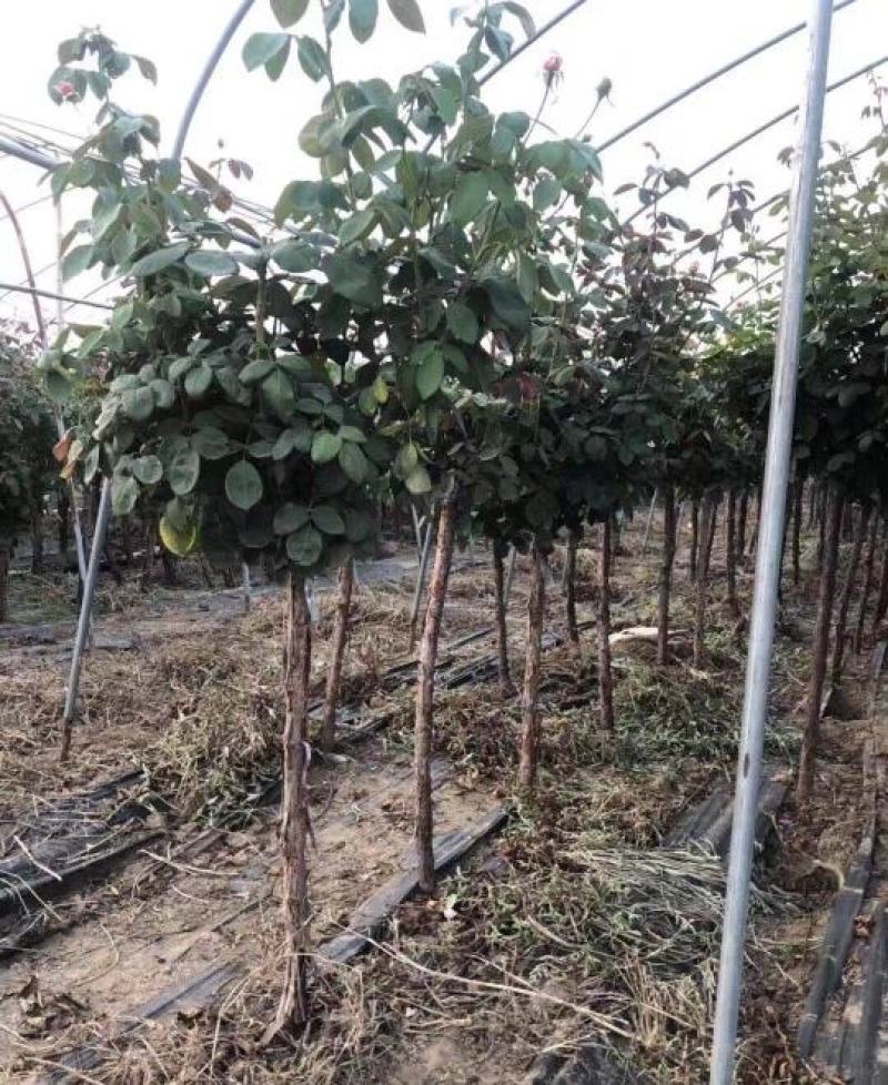 3公分精品树状月季质量有保证！量大从优！