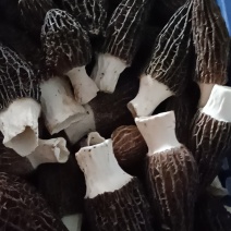 羊肚菌