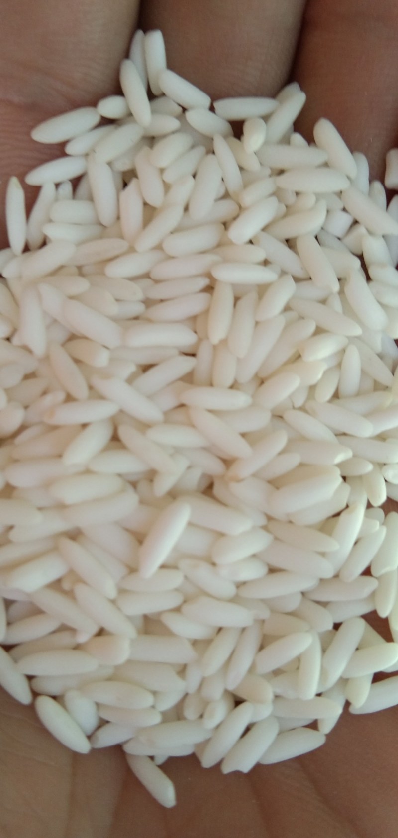 食泉坊泰香糯米