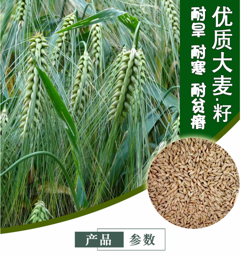 高产型大麦种子小麦黑小麦青稞燕麦牧草种子农作物大田抗到伏