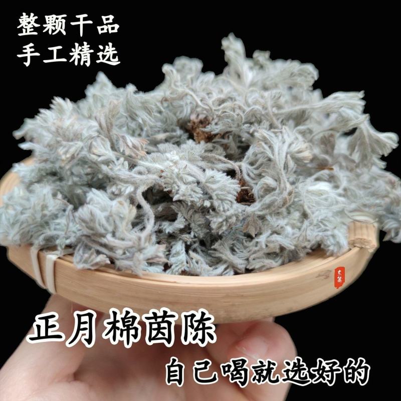 2022茵陈新鲜茵陈草现挖野生白蒿茵陈蒿蒸菜绵茵陈茶汤包