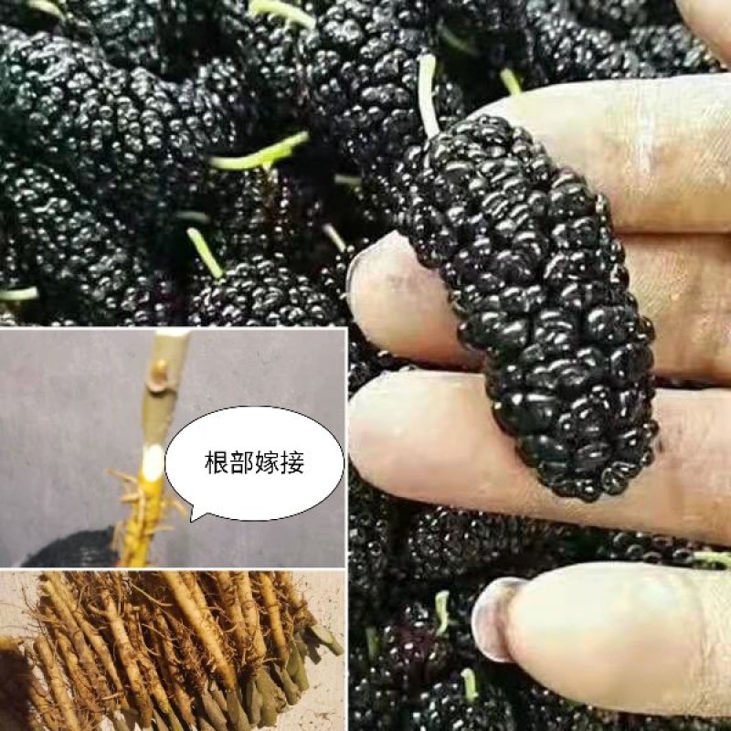 果桑苗无籽大十嫁接苗（汁多口感好甜度高）包对版包技术