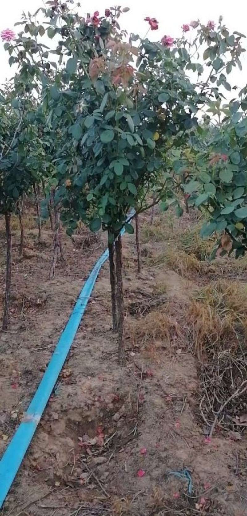 4公分精品树状月季质量有保证！量大从优！