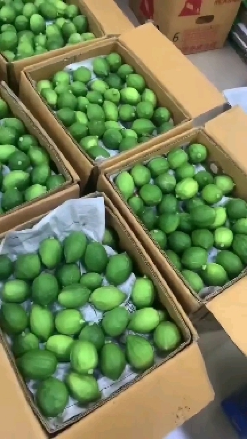 广东香水柠檬有货
