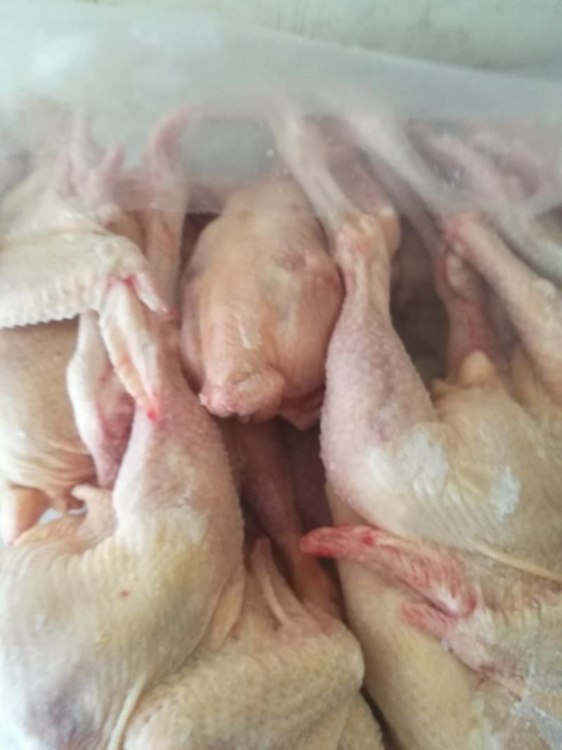 鸡肉，散养农家老母鸡，肉质紧实，量大优惠，品质保障