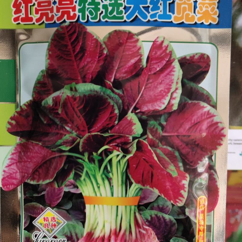 红亮亮特选大红苋菜种子，白梗大叶苋菜，不易结籽，高产