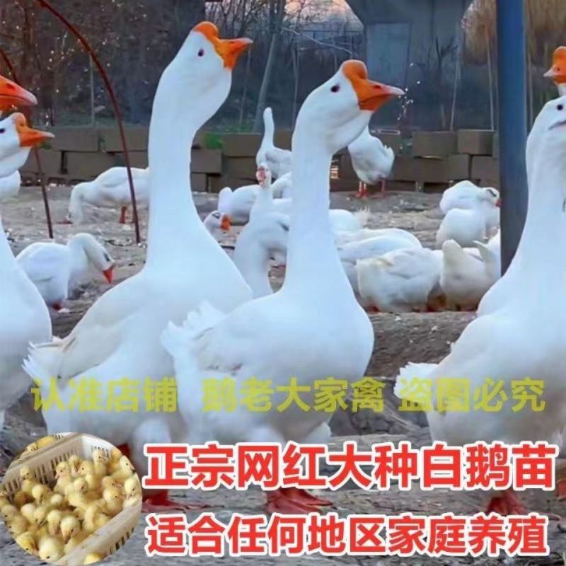 【精品】白狮头鹅苗包运费品种齐全包防疫包存活包售后
