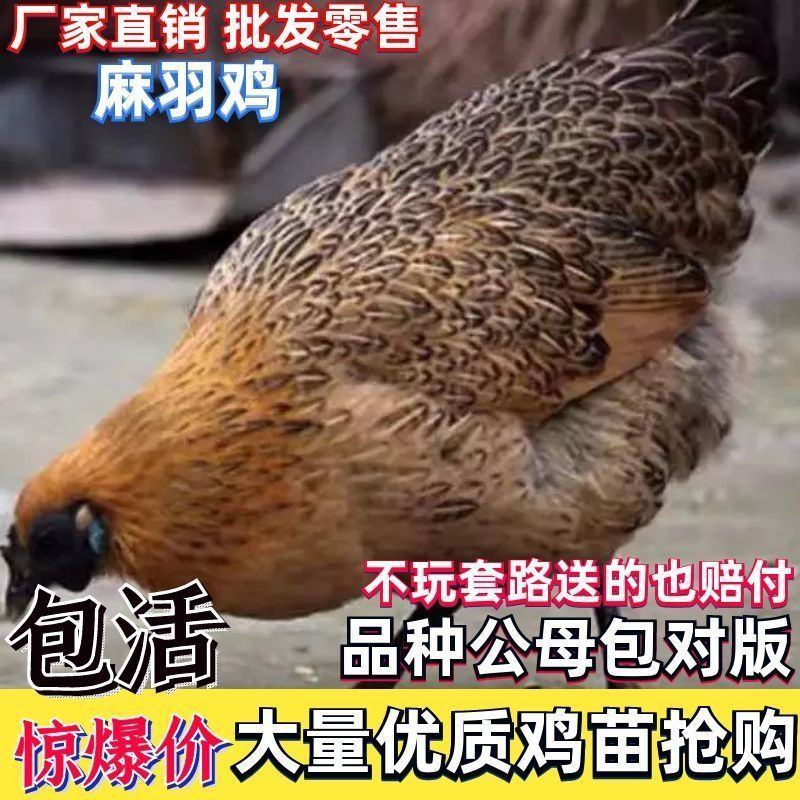 【精选】三黄鸡苗肉鸡苗土一土二土三鸡苗快大黄鸡包运输包活