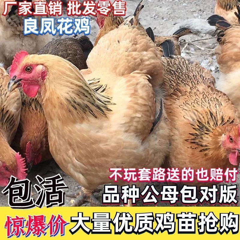 【精选】三黄鸡苗肉鸡苗土一土二土三鸡苗快大黄鸡包运输包活
