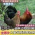【精选】三黄鸡苗肉鸡苗土一土二土三鸡苗快大黄鸡包运输包活