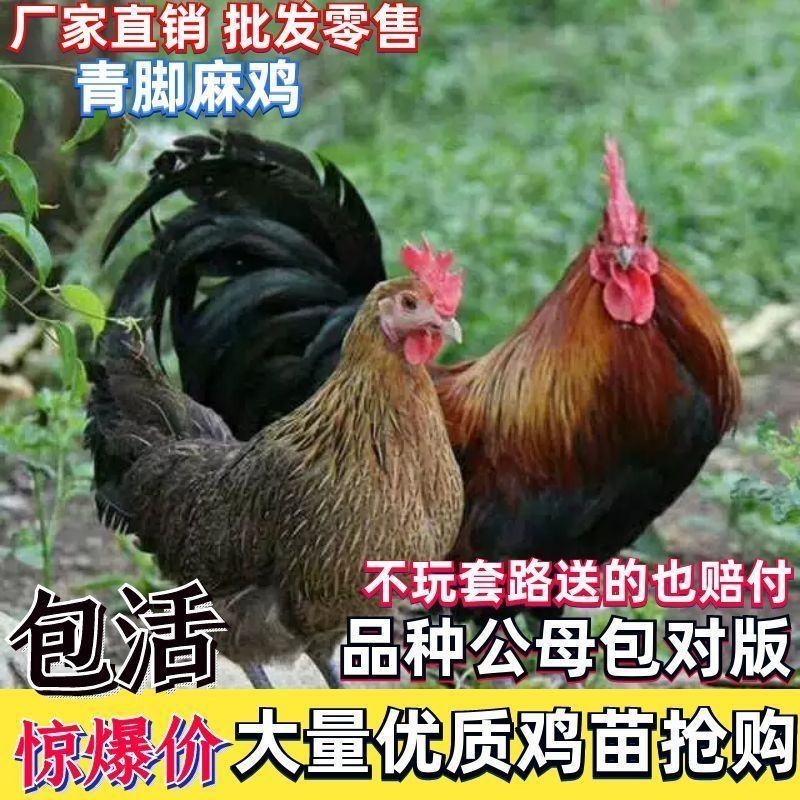 【精选】三黄鸡苗肉鸡苗土一土二土三鸡苗快大黄鸡包运输包活