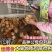 【精选】三黄鸡苗肉鸡苗土一土二土三鸡苗快大黄鸡包运输包活