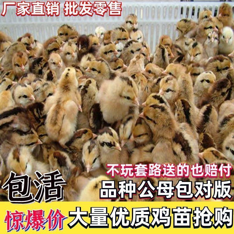 【精选】三黄鸡苗肉鸡苗土一土二土三鸡苗快大黄鸡包运输包活