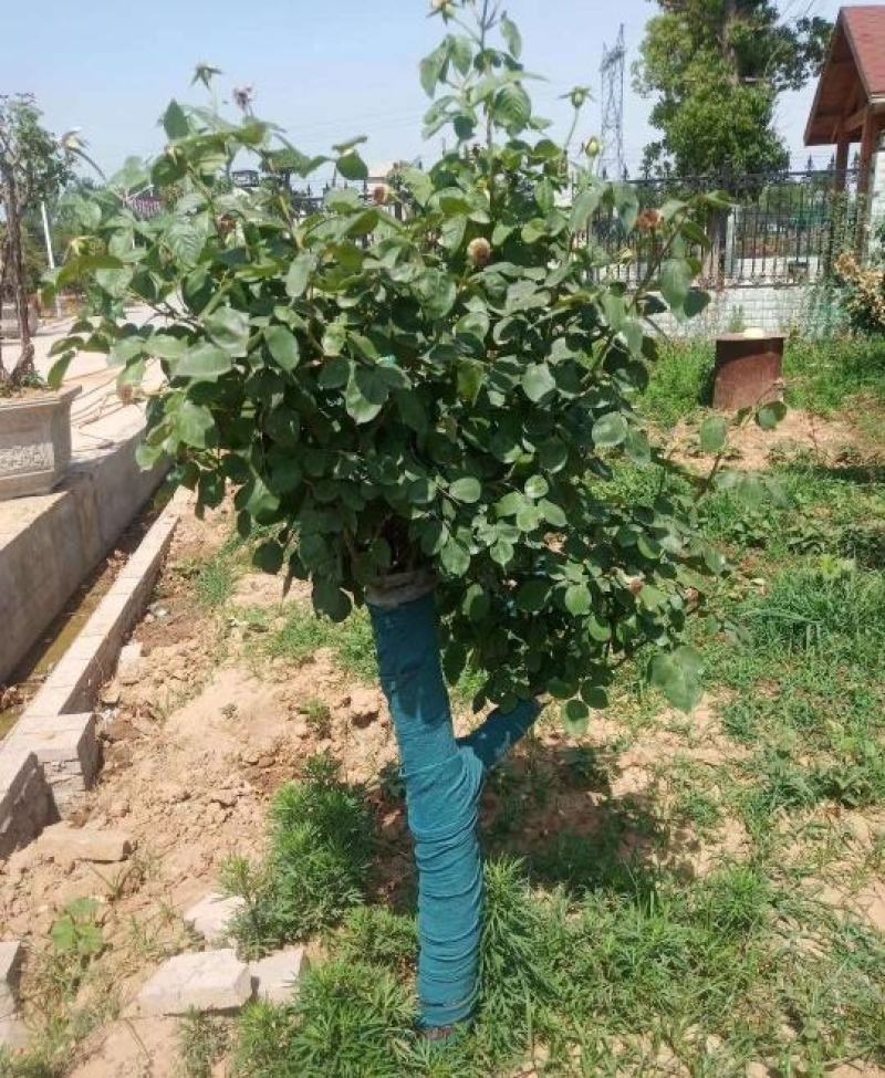 5公分精品树状月季质量有保证！量大从优！