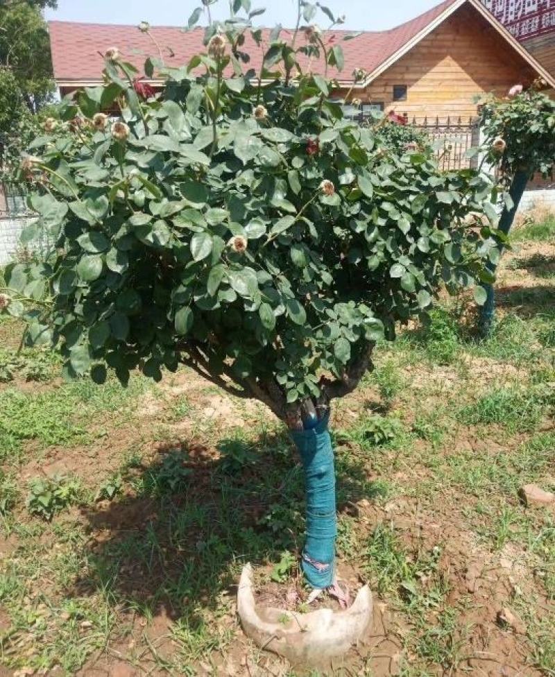 5公分精品树状月季质量有保证！量大从优！